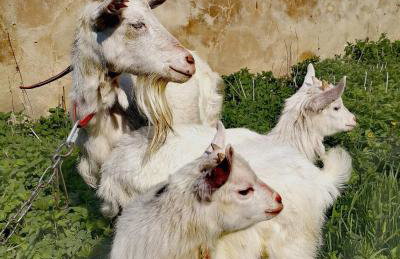 Pałac Rząsiny - Foto 74