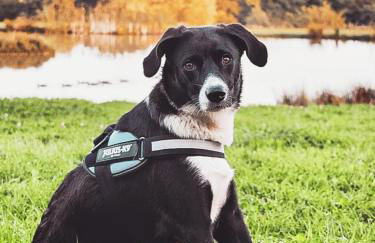 Snug & Secluded Lakeside Shepherds Hut 'Carp' - Foto 40