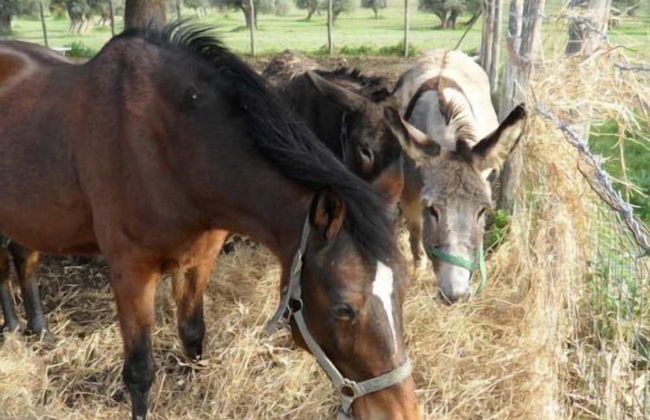 Agriturismo Modi - Foto 40