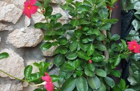 Apartment Tomecek - Foto 15