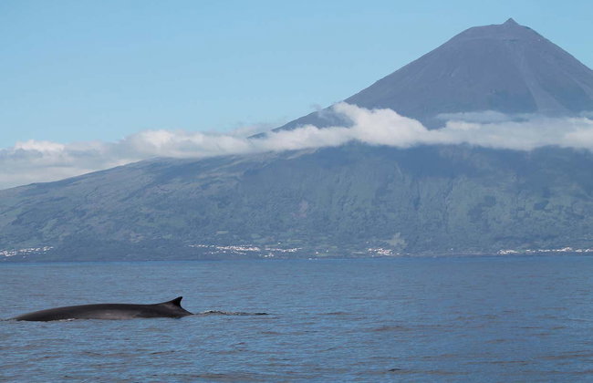 Avistamiento de cetáceos en la isla de Faial - Foto 7