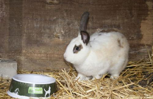 Bettmann regional Einkaufen & Bauernhofurlaub - Foto 33