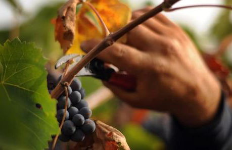 Agriturismo Le Fornase - Foto 41