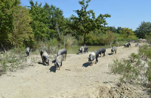 Agriturismo San Gregorio - Foto 26