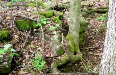 Hillbilly Chic Tiny House Near Nashville with WiFi, Kitchenette, Fire Pit & Trails - Foto 49