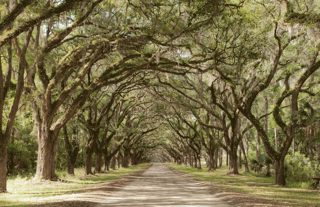 Excursión a Wormsloe y el cementerio Bonaventure - Foto 7