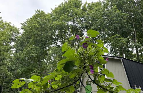 1 Bed Studio Cabin in the Woods with Kitchen - Foto 11