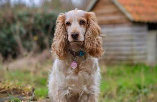 Barn in Happisburgh sleeping 2 and welcoming 5 dogs - close to beach! - Photo 30