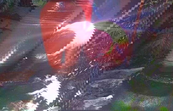 Posada Mariposa Boutique Hotel - Foto 5