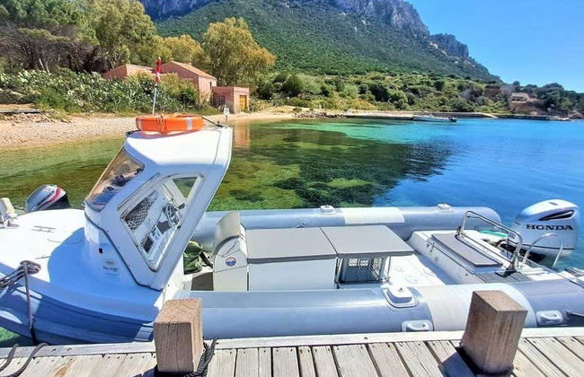 Observation de dauphins sur l'île de Figarolo - Photo 4