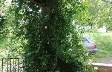 El Mirador de Abionzo - Foto 13