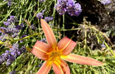 Gîte l’Inattendu - Foto 64