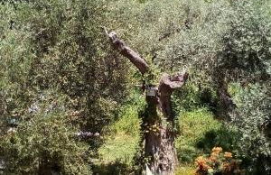 Olive Garden Villas and Apartments - Foto 76