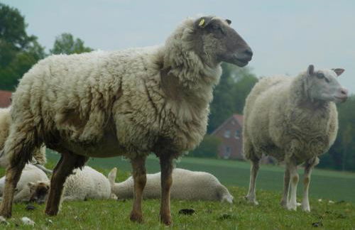 Haus Nordseeliebe mit Außensauna, Outdoor Dusche und Wallbox - Foto 38