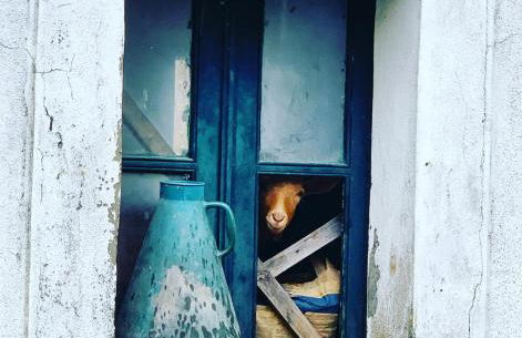 Santuário SOS Animal - Foto 26