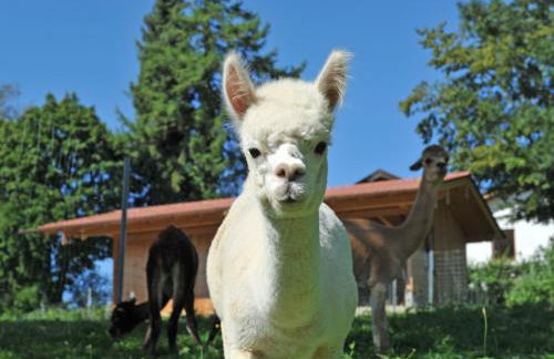 Ferienhof Moyer - Foto 11