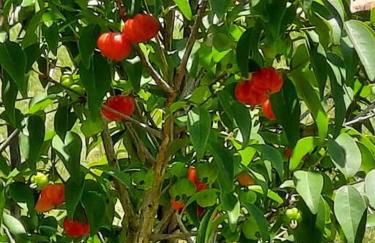 Chácara Recanto Feliz - Foto 23