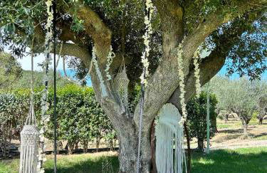 Ktimaoliva1 - Foto 29