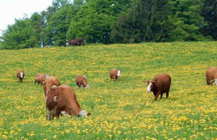 WEITBLICK "entspannen - wohlfühlen - aktiv erholen" - Foto 36