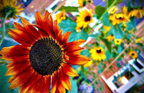 Countryside in the Town. - Photo 11