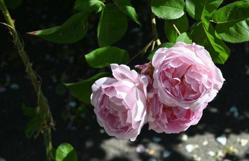 Landhaus pur - Foto 33