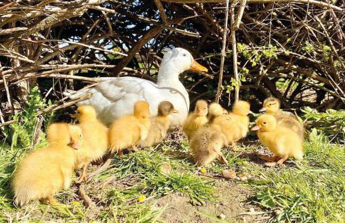 Sandy Bay Lodge - Foto 33