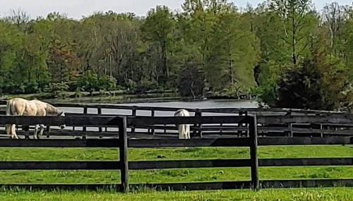 102 Acre Pet Friendly Horse Farm! Bring your horse too! - Foto 3
