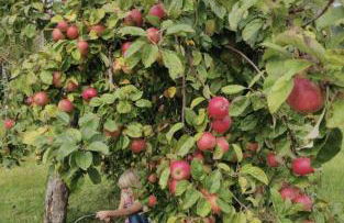 Ferienwohnung Sonnenschein für bis 4 Personen - Foto 16