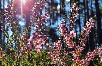 Królewska Sielanka - Foto 31