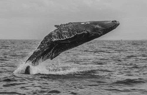 PonoMana Oasis's - Koi Cottage - Foto 50