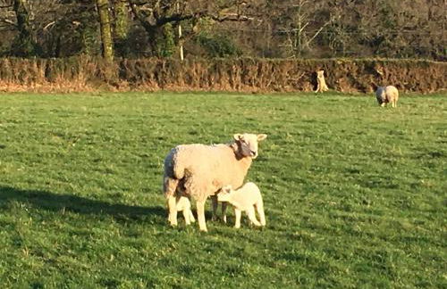 Meadow Sweet Cottage - Photo 41