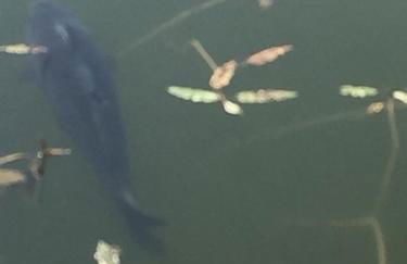 Carmels Caravan Borwick Lakes - Foto 24