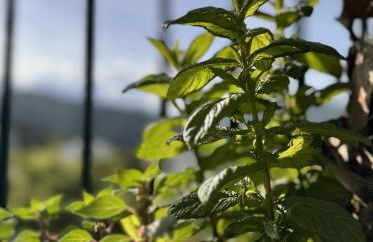 Verdeacqua my villa in the pinewood - Foto 54