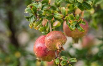 Villa Dimitra - Mani , traditional archontiko - Foto 77