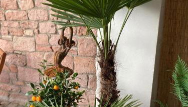 Gemütlich & einzigartig: Altbauloft in Edenkoben - Foto 1