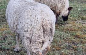 Les Gîtes Mina - Foto 25