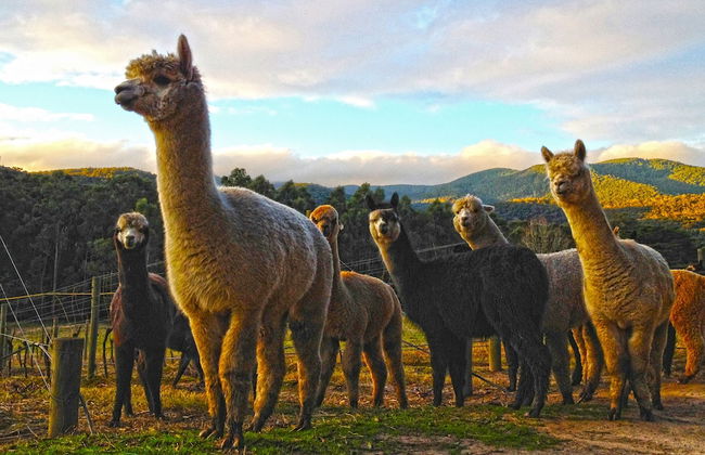 Valley Farm Vineyard Cottages - Foto 69