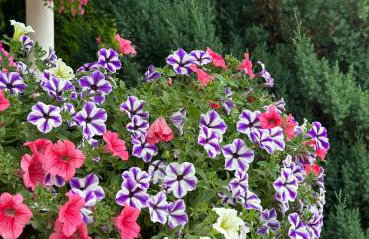 Apartamenty Euphoria - Foto 18