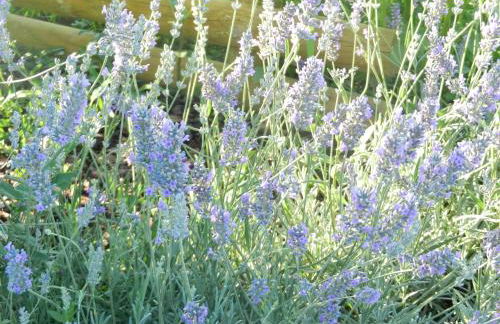 Il Gheriglio - Foto 24