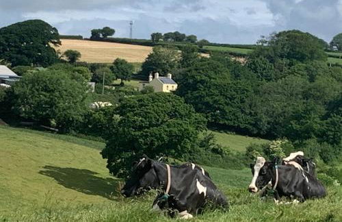Clotted Cream Cottage Countryside calm Close to beach Dartmouth Dog Friendly - Foto 62