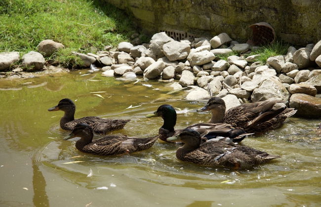 Cottage in Todi With Pool and Terrace - Photo 16