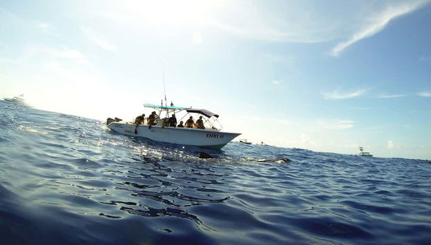Nado con tiburones ballena - Foto 2
