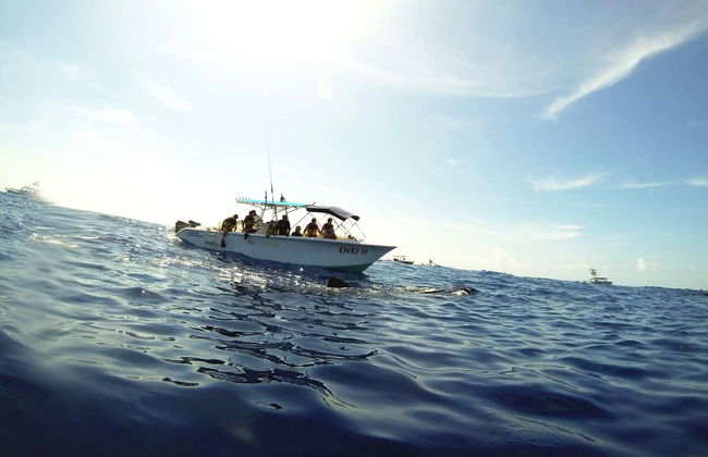 Nado con tiburones ballena - Foto 2