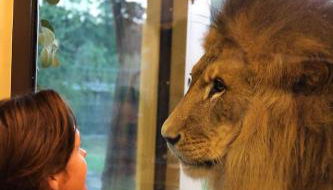 Big Cat Bungalows at The Haven - Lion 4 - Foto 4