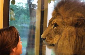 Big Cat Bungalows at The Haven - Tiger 4 - Photo 7