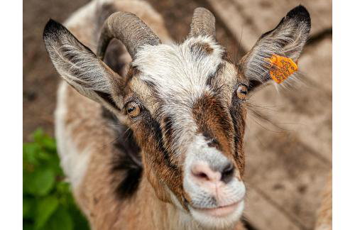 Kozy i Róże - Foto 24