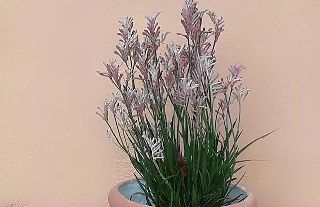 Corfu Golf Countryhouse - Foto 25