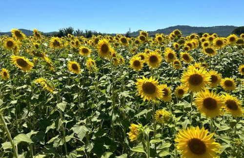 house solemonte - Foto 18