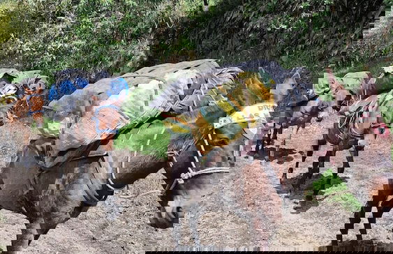 Casa Tien - Photo 50