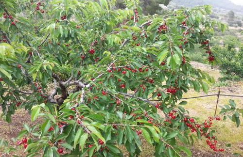 Casa Rural Cal Puyo - Foto 20